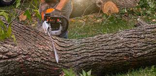 Best Tree Removal  in Cottage City, MD