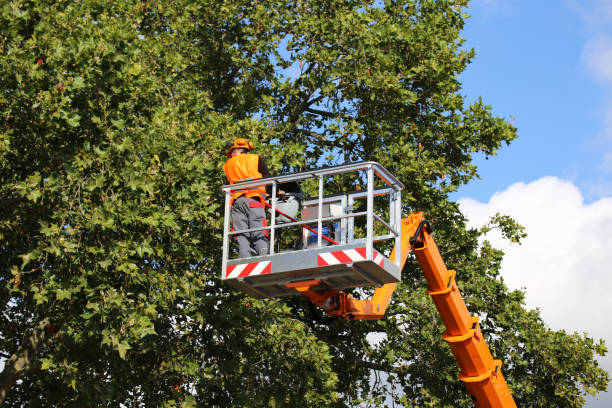  Cottage City, MD Tree Services Pros