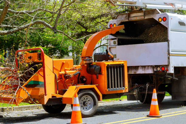 Best Storm Damage Tree Cleanup  in Cottage City, MD