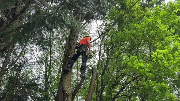 Best Tree Trimming and Pruning  in Cottage City, MD