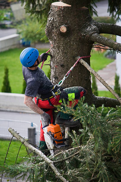 Best Fruit Tree Pruning  in Cottage City, MD