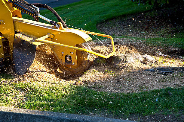 How Our Tree Care Process Works  in  Cottage City, MD