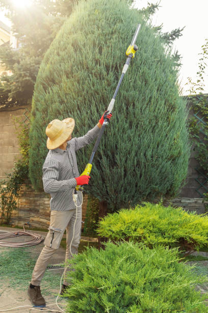 Best Pest Control for Lawns  in Cottage City, MD