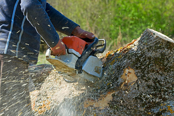 Best Tree Preservation Services  in Cottage City, MD